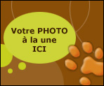 Votre photo animalière à la Une ! Sélectionnez une de vos photos et cliquez sur Mettre en Une.