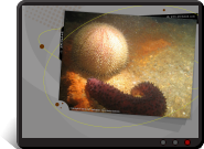 Fond d'écran Oursin et comcombre des mers