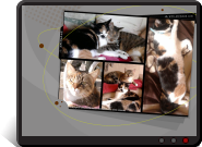 Fond d'écran Mes chats, leurs plus belles poses
