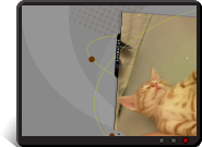 Fond d'écran Que c&#039;est beau la vie de chat!