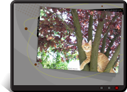 Fond d'écran Arbre à chat