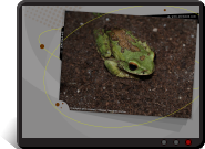 Fond d'écran grenouille verte
