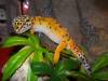 Mon loulou ( Gecko Léopard)