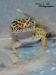 Draco mon gecko dans les plumes 