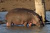 Hippopotame les pieds dans l'eau