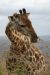 Girafe mangeant des pousses d'acacias 