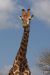 Girafe dans le ciel - Parc Kruger