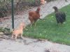 chihuahua vs 2 poules