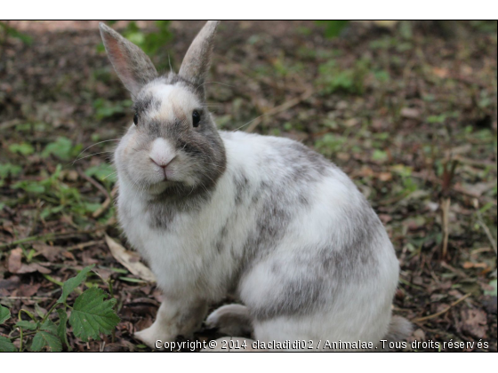 Lapin sauvage ♥ - Photo de Animaux Ferme