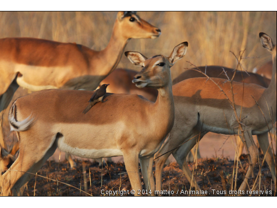 Impala avec oiseau - Photo de Animaux sauvages