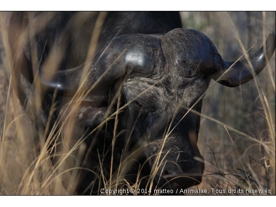 Buffle sortant des broussailles - Photo de Animaux sauvages