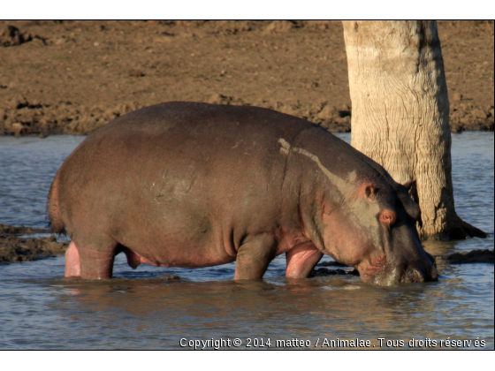 Hippopotame les pieds dans l&#039;eau - Photo de Animaux sauvages