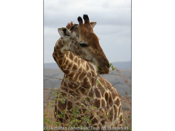 Girafe mangeant des pousses d&#039;acacias  - Photo de Animaux sauvages
