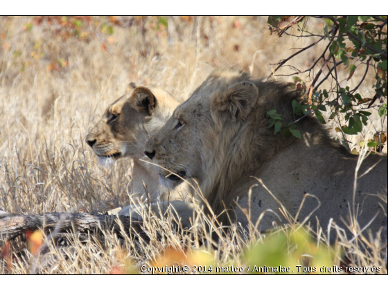 Lion et lionne allongés - Photo de Animaux sauvages