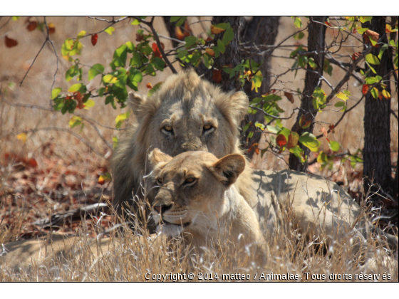 Regards du lion et de la lionne - Photo de Animaux sauvages