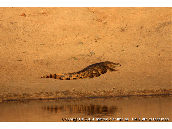 Crocrodile sous le soleil couchant - Photo de Reptiles