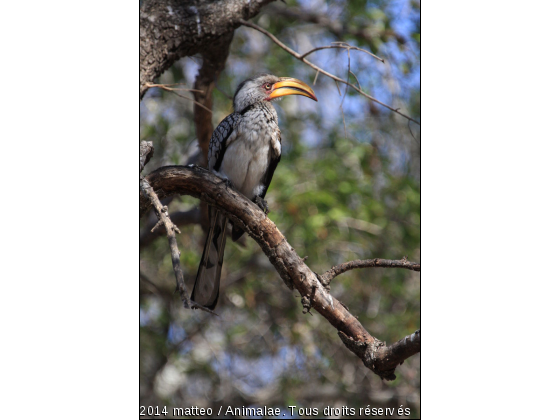 Petit Calao d&#039;Afrique du Sud - Photo de Oiseaux