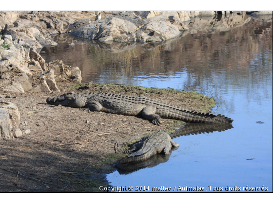 Crocodiles sur la berge d&#039;une rivière - Photo de Reptiles