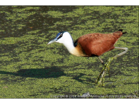 Jacana, Parc Kruger - Photo de Oiseaux