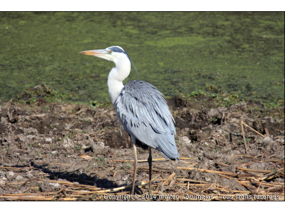 Héron cendré - Parc Kruger - Photo de Oiseaux
