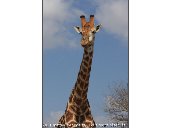 Girafe dans le ciel - Parc Kruger - Photo de Animaux sauvages
