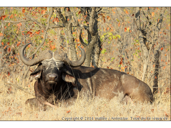 Buffle allongé au petit matin - Parc Kruger - Photo de Animaux sauvages