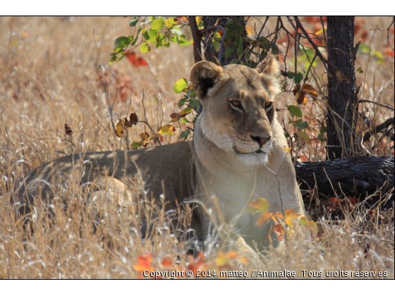 Lionne allongée sur l&#039;herbe - Parc Kruger - Photo de Animaux sauvages