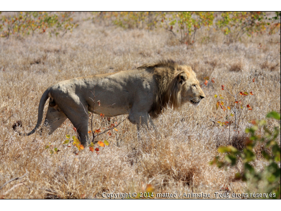 Lion dans la savane - Parc Kruger - Photo de Animaux sauvages