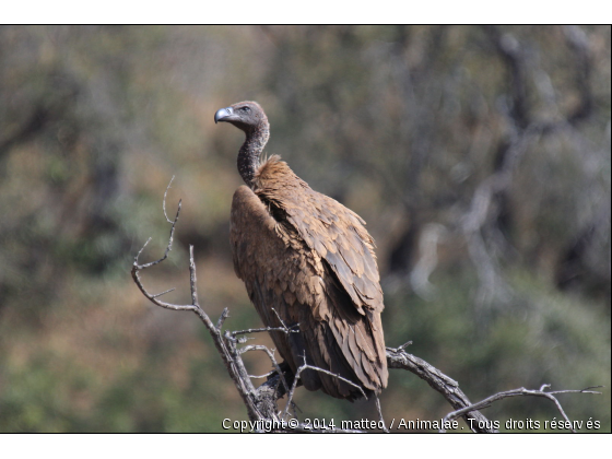 Photo d&#039;un vautour africain - Parc Kruger - Photo de Oiseaux