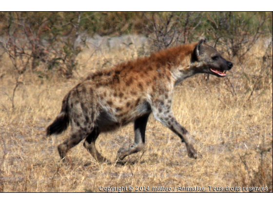 Hyène dans le Parc Kruger - Photo de Animaux sauvages