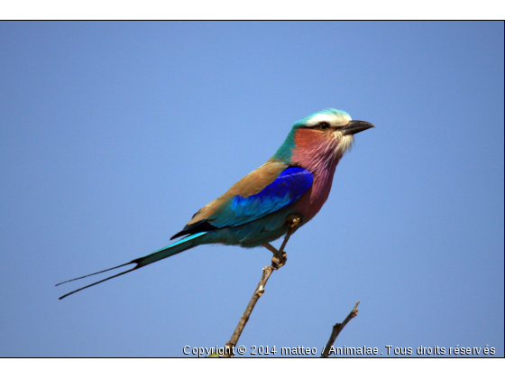 Rollier à longs brins - Parc Kruger - Photo de Oiseaux