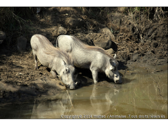 Phacochères au point d&#039;eau - Parc de Hluhluwe - Photo de Animaux sauvages