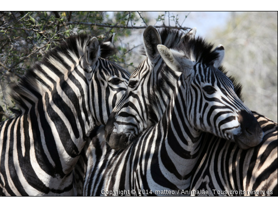 Trois zèbres de Burchell - Parc de Hluhluwe - Photo de Animaux sauvages