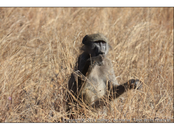 Baboin dans la savane - Parc Kruger - Photo de Animaux sauvages