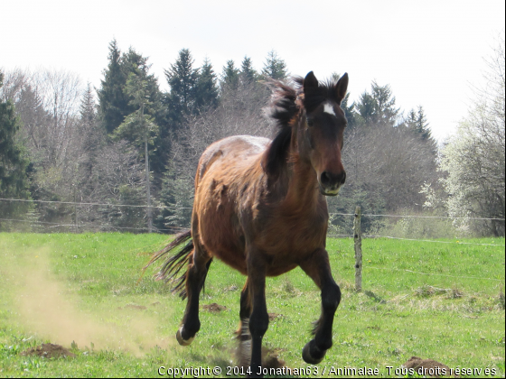 Cheval au galop - Photo de Chevaux