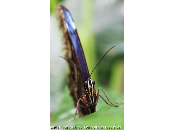 Papillon - Photo de Microcosme