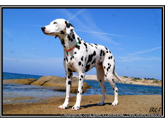 vacances a ile rousse avec mes maitres ! - Photo de Chiens