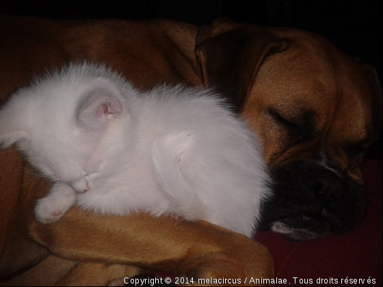 hindi ,boxer de an un - Photo de Chiens