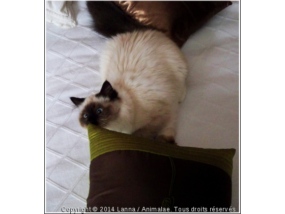 Viens jouer avec moi ?  - Photo de Chats