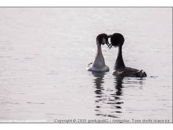 grebes huppès - Photo de Oiseaux