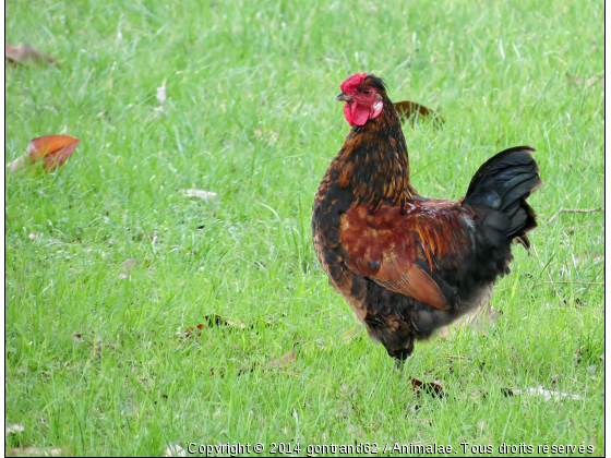 coq - Photo de Animaux Ferme