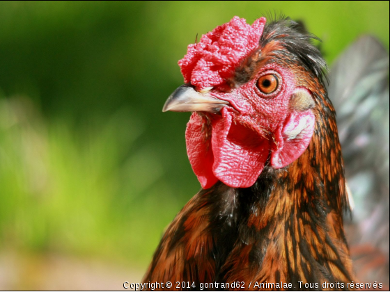 coq - Photo de Animaux Ferme