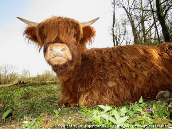 vache - Photo de Animaux Ferme