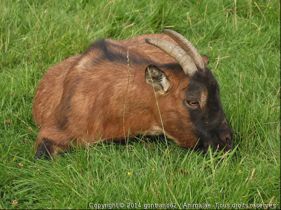 chevre - Photo de Animaux Ferme