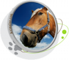 Motifs pour T-shirt - Cheval en gros plan Motifs pour T-shirt - Cheval en gros plan