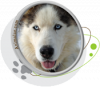 Motifs pour T-shirt - Husky Motifs pour T-shirt - Husky
