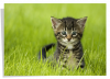 Poster Chaton dans l'herbe