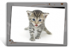 Set de table / bureau de chaton