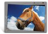 Set de table / bureau de cheval