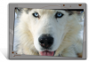 Set de table / bureau de chien Husky